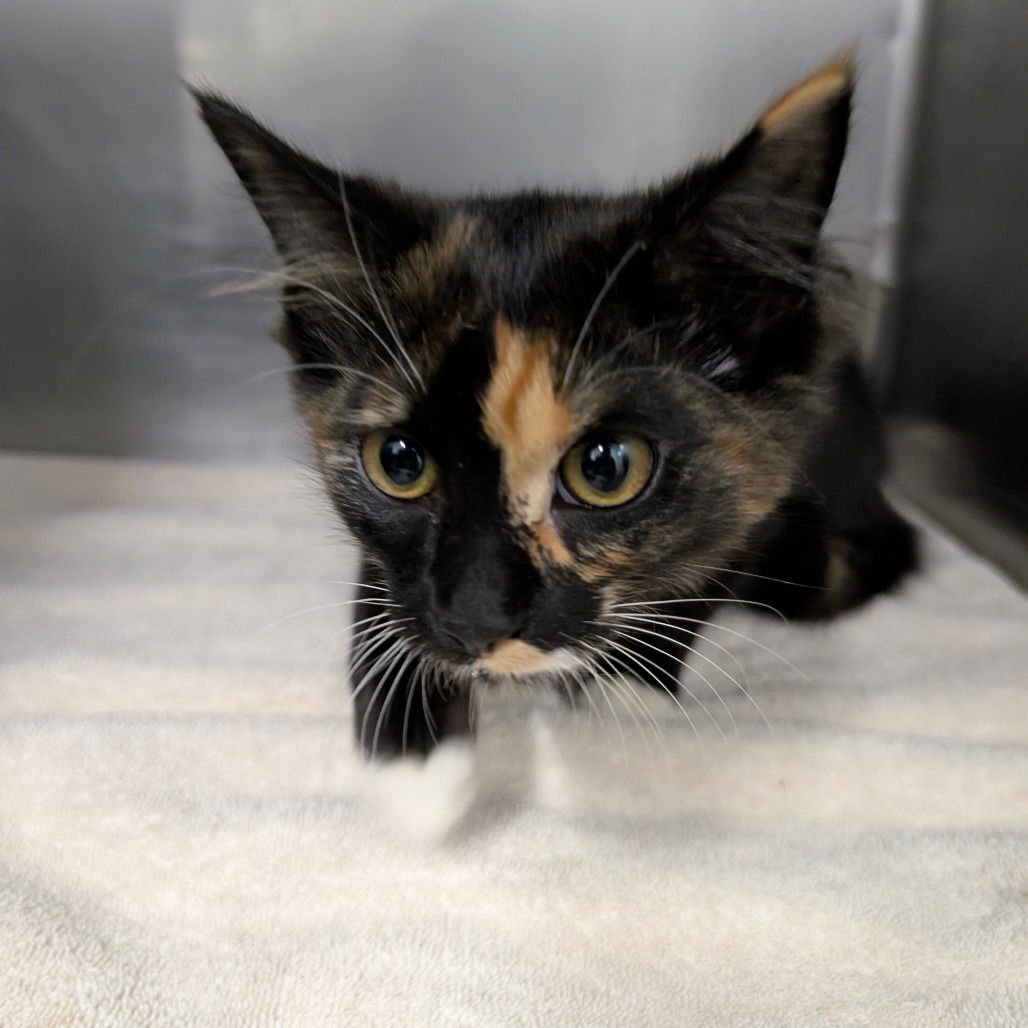 ARTEMIS - Domestic Medium Hair available for adoption