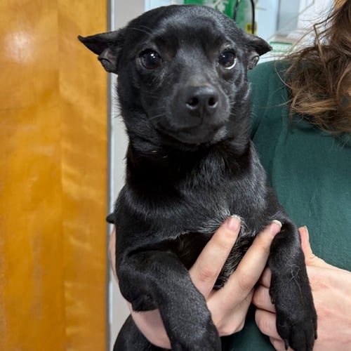 CHEWY - Chihuahua available for adoption