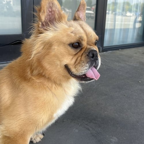 GUMMLEY - French Bulldog available for adoption