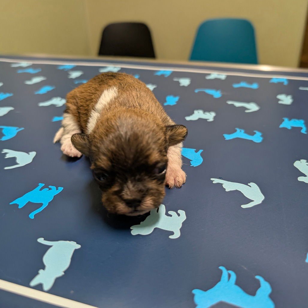 ELVIS - Terrier available for adoption