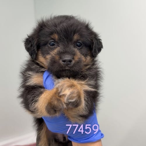 RASPBERRY - Miniature Schnauzer / Chihuahua available for adoption