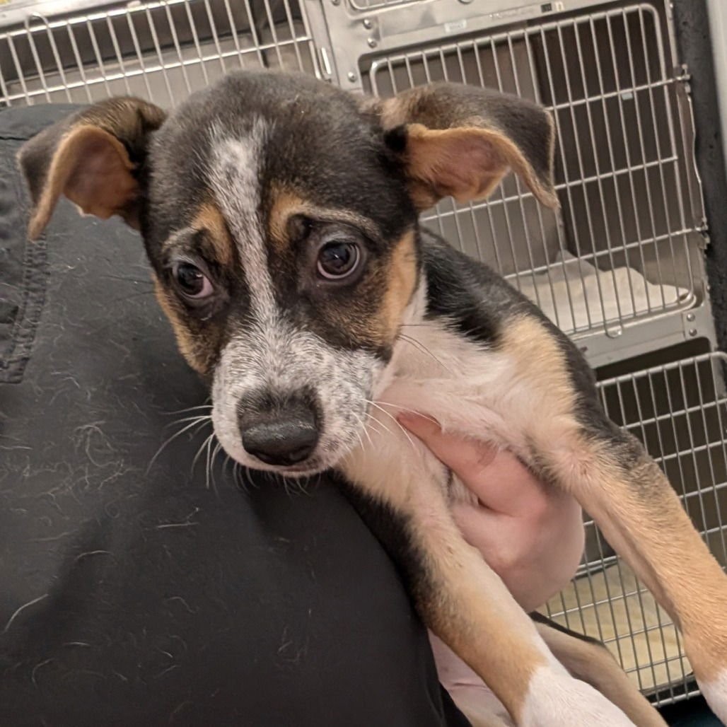 JINNY - Shepherd available for adoption