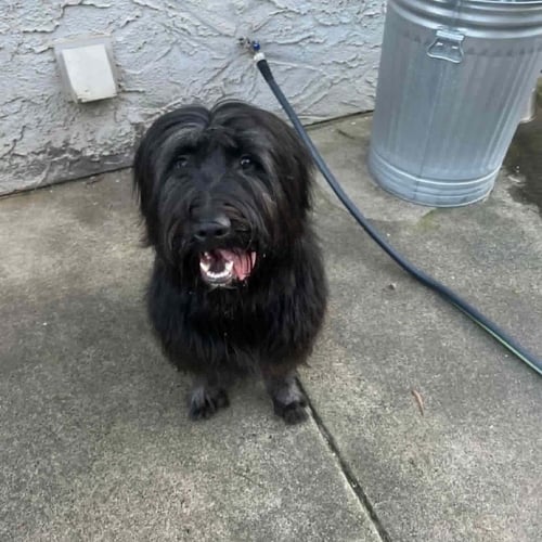 CHARLIE - Poodle (Standard) available for adoption