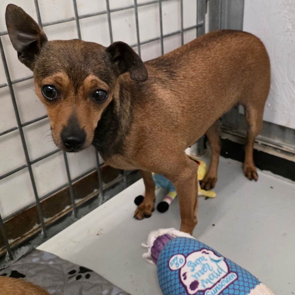 ZOEY - Rat Terrier available for adoption