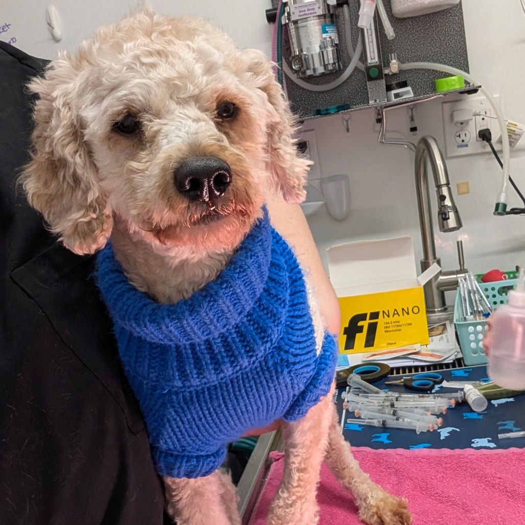 LETO - Poodle (Miniature) available for adoption