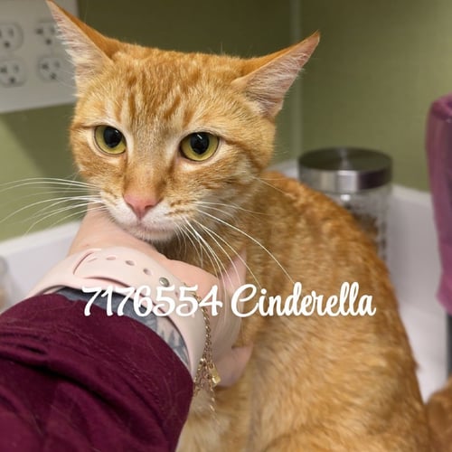 CINDERELLA - Domestic Short Hair available for adoption