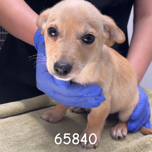 ZUNO - Dachshund available for adoption