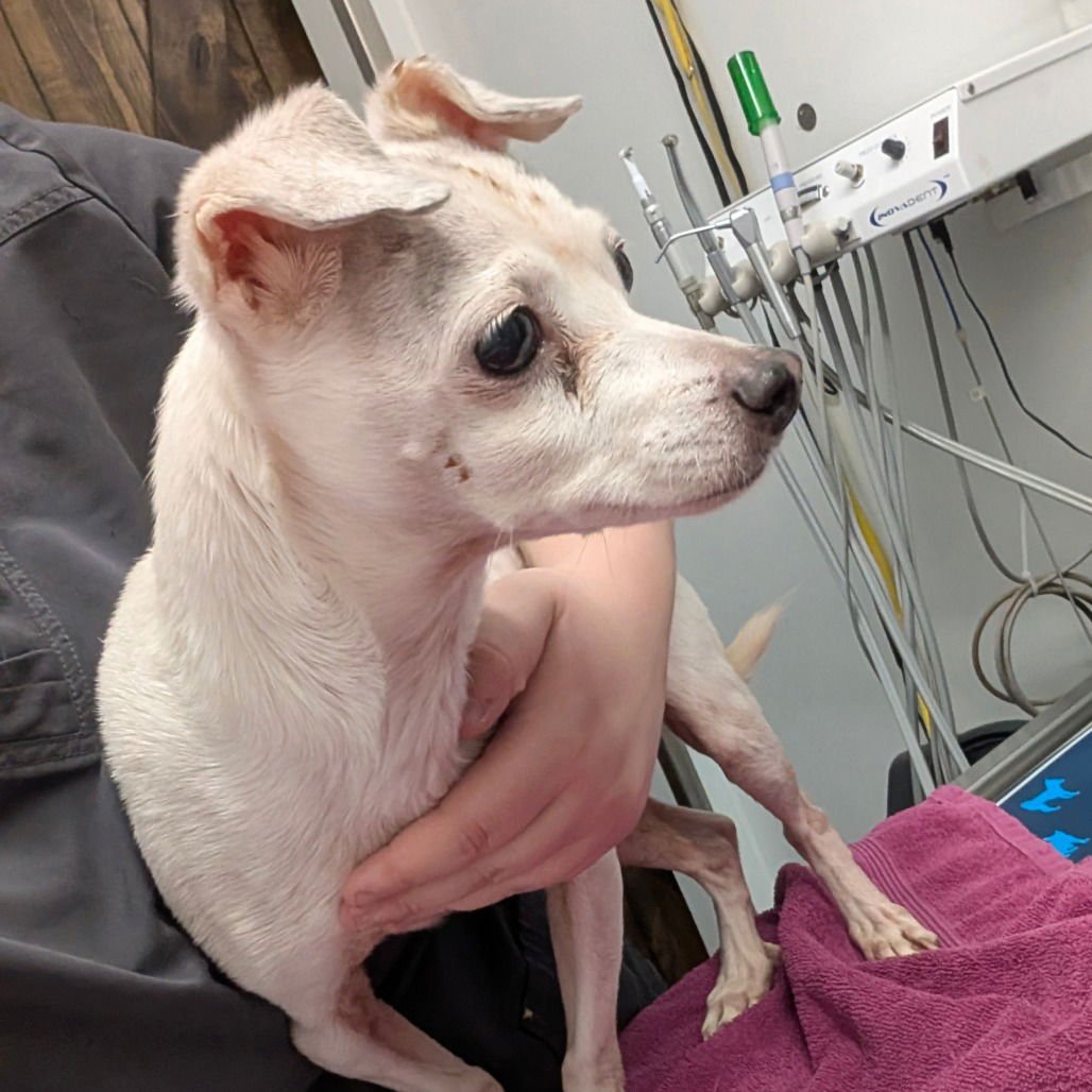 FLIT - Chihuahua available for adoption