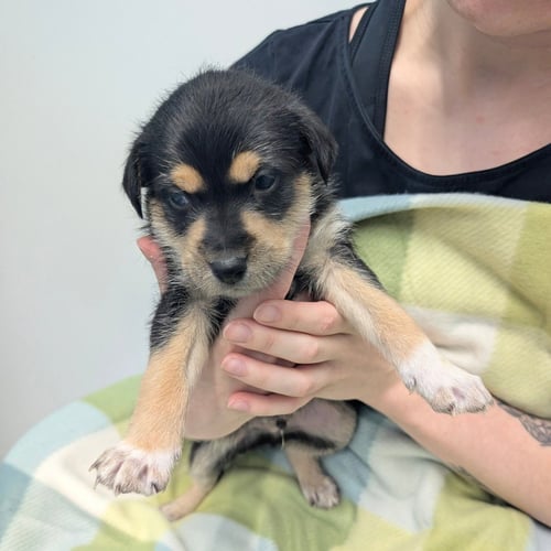 TEDDY - Chihuahua available for adoption