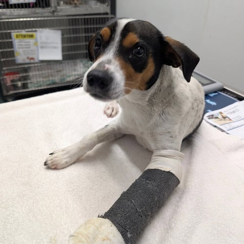 CANE - Terrier available for adoption