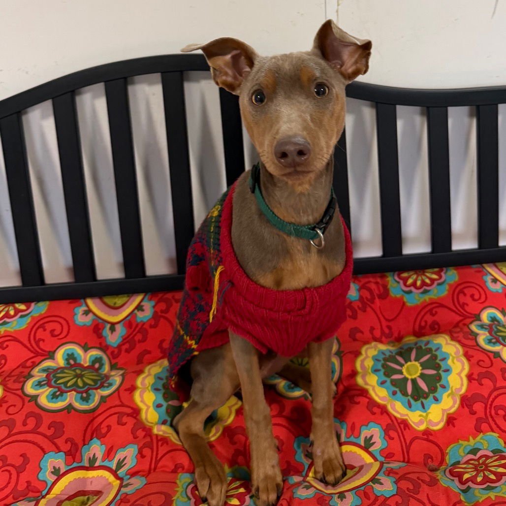 MARIO - Miniature Pinscher available for adoption