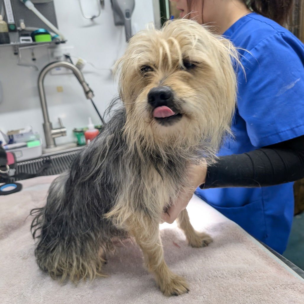 LEO - Yorkshire Terrier Yorkie available for adoption