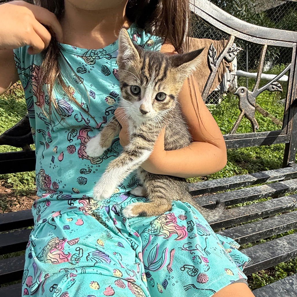 CLOVER - Domestic Short Hair available for adoption