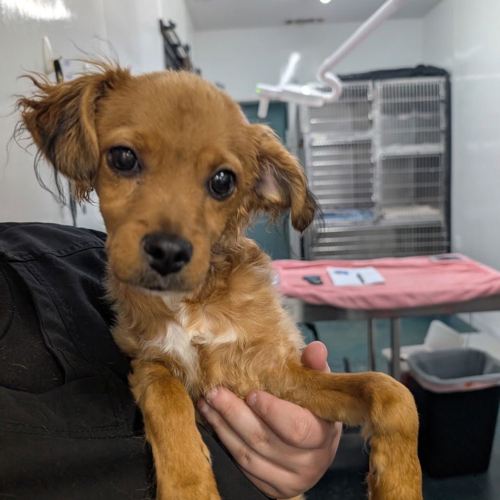 VALENTINE - Spaniel / Cavalier King Charles Spaniel available for adoption