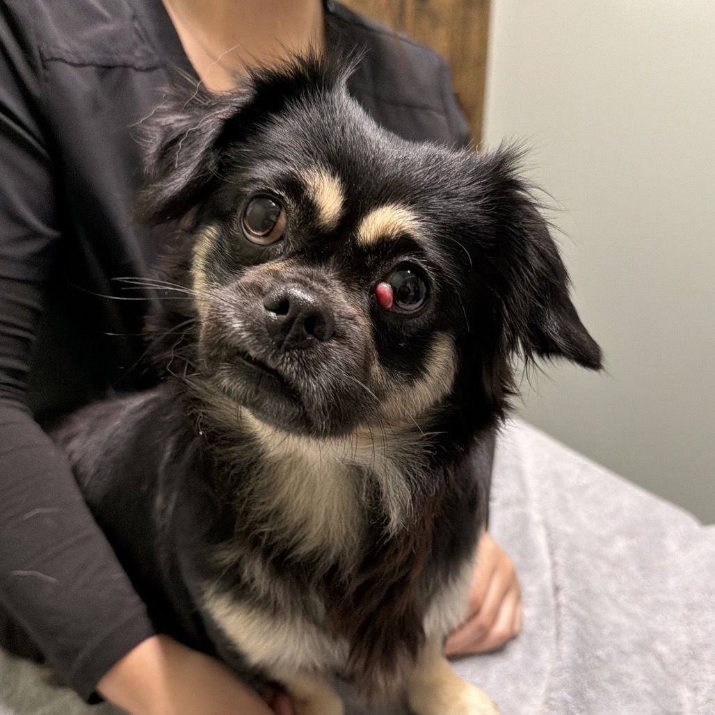 ELEANOR - Pekingese / Spaniel available for adoption