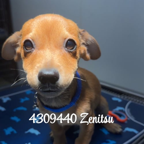 ZENITSU - Chihuahua / Terrier available for adoption