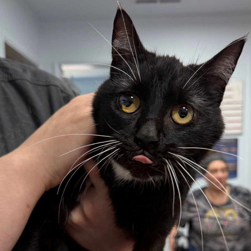 CHICKIE - Domestic Short Hair available for adoption