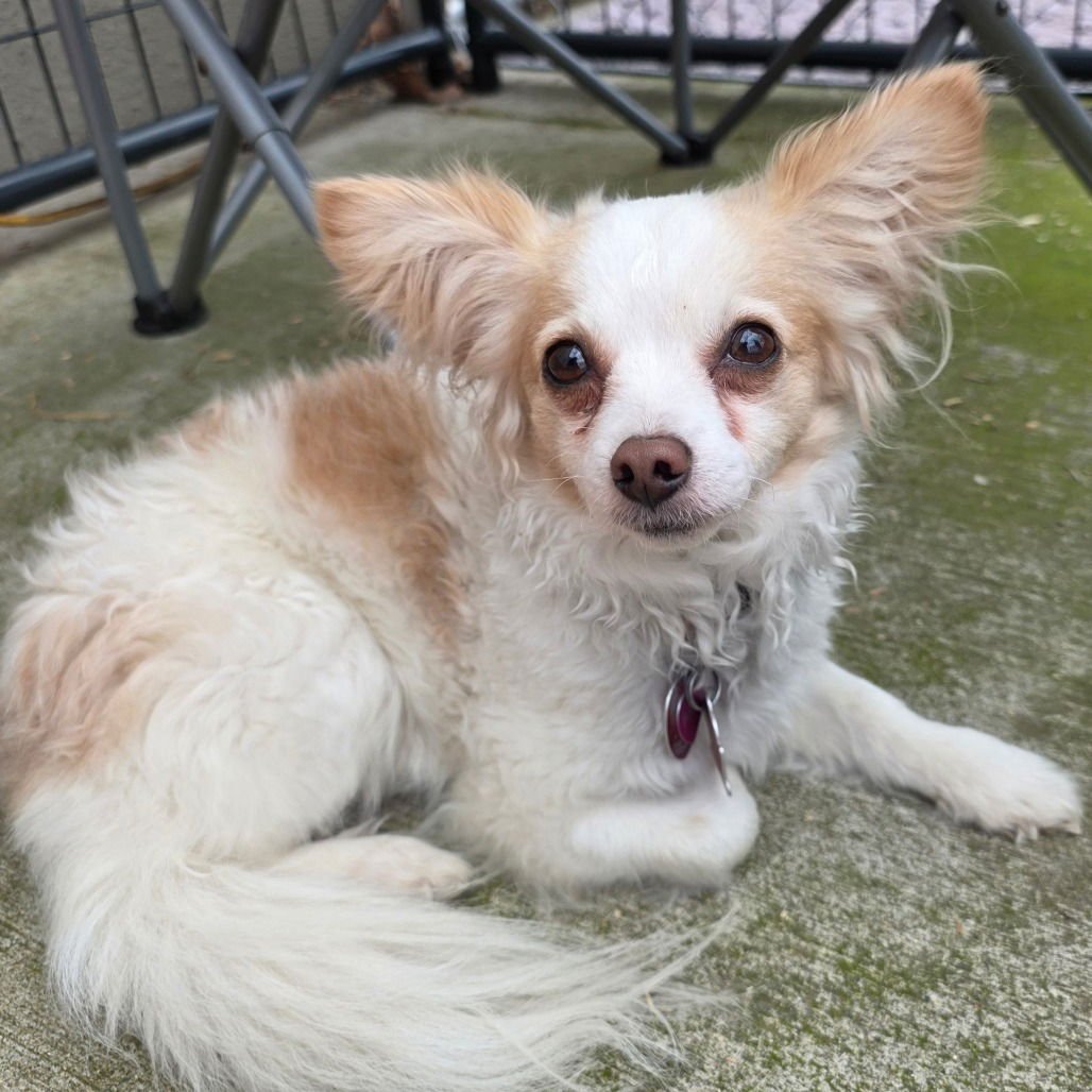 BELLA - Maltese / Chihuahua available for adoption