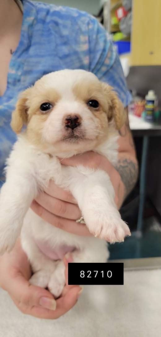 BELLA - Maltese / Chihuahua available for adoption