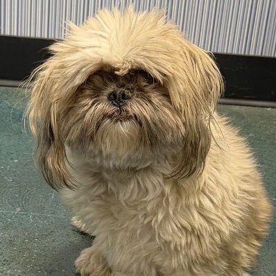 SADIE - Shih Tzu available for adoption