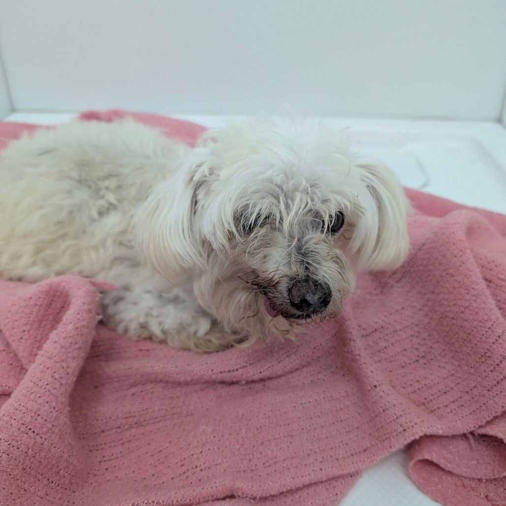 AKU - Poodle (Miniature) available for adoption