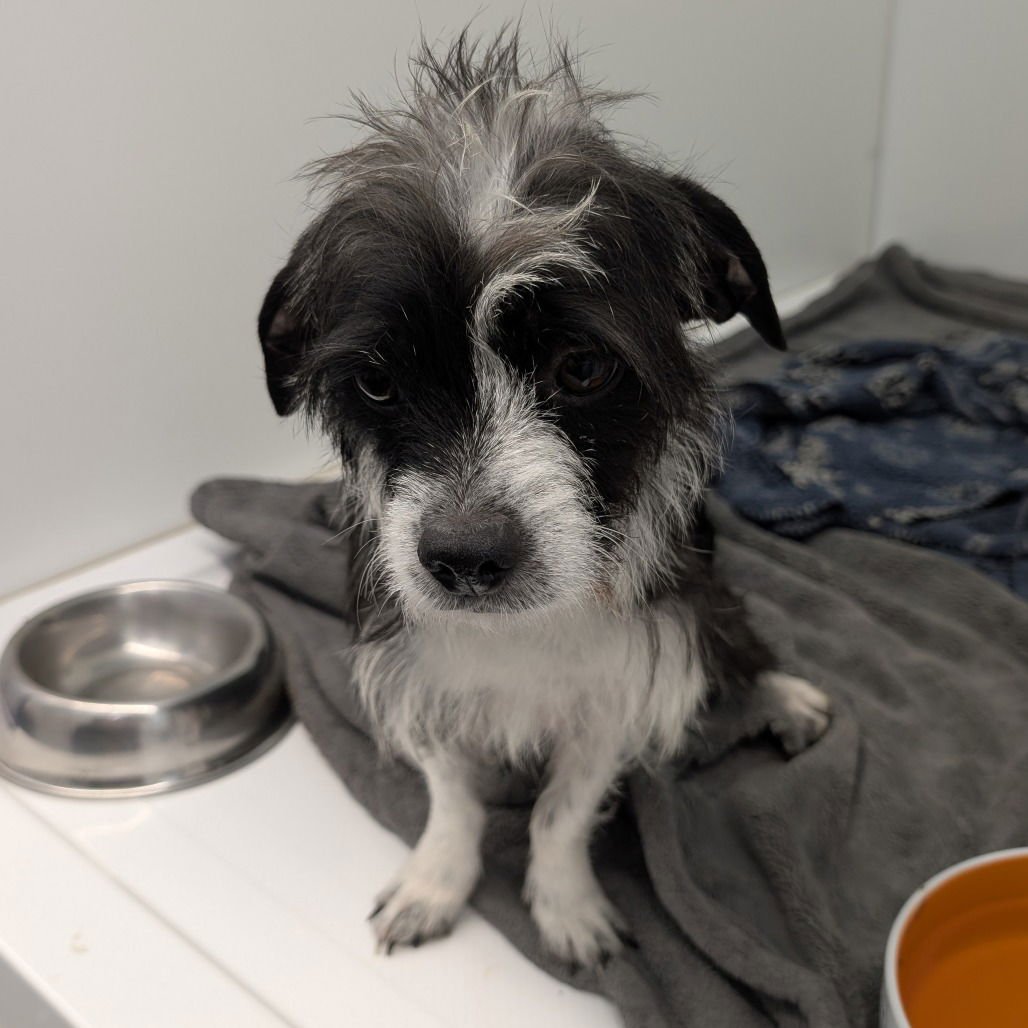 ZETA - Terrier available for adoption