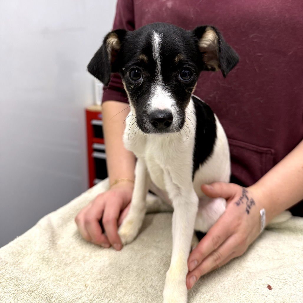 SCOOT - Rat Terrier available for adoption