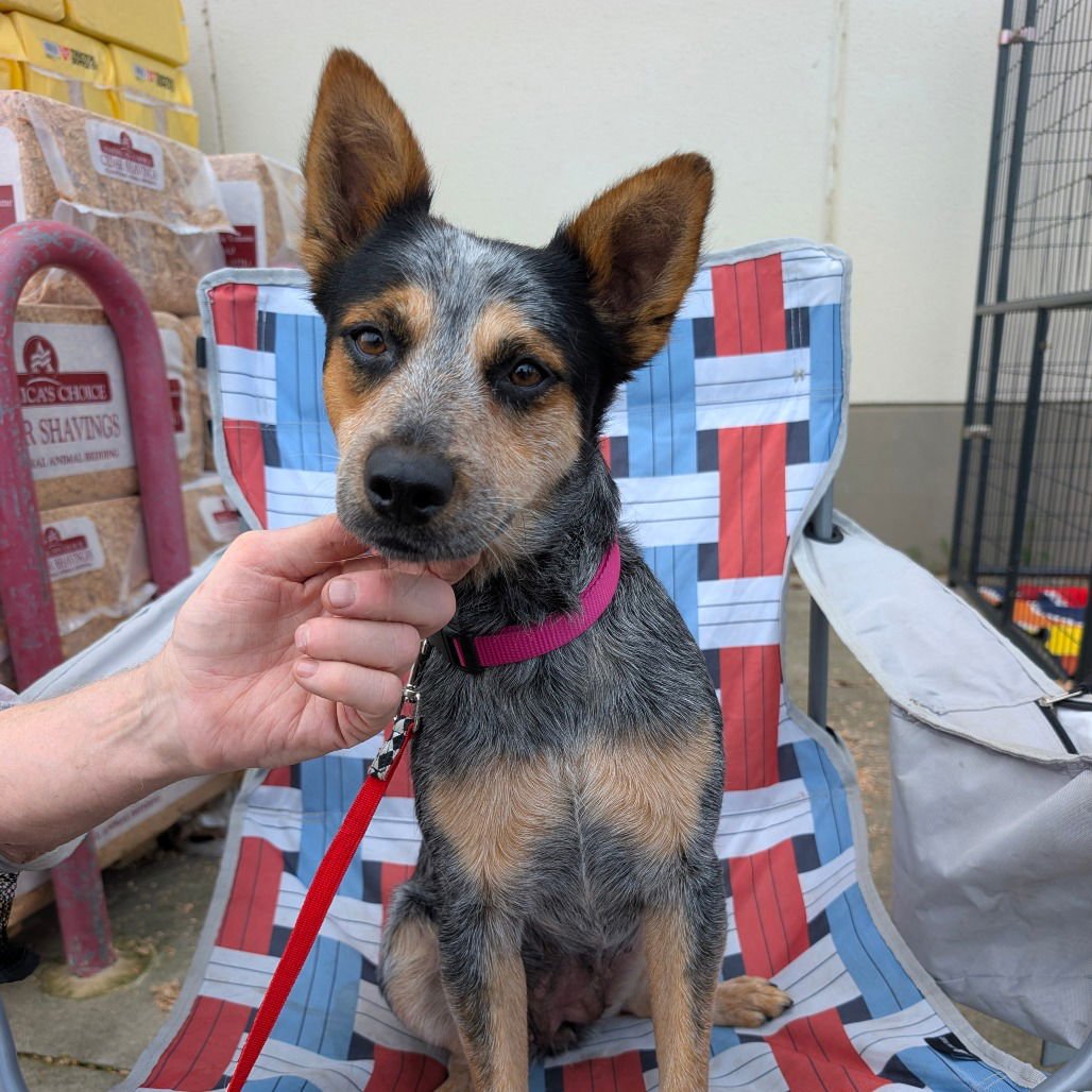 MAYA - Cattle Dog available for adoption
