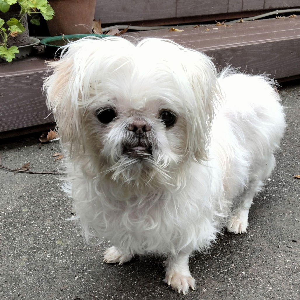 SUGAR - Shih Tzu available for adoption