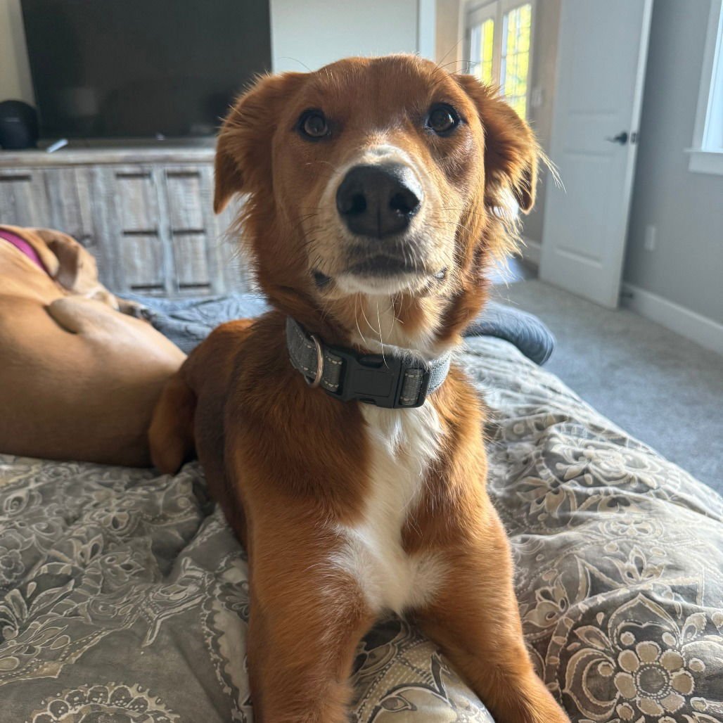 ODIN - Border Collie available for adoption