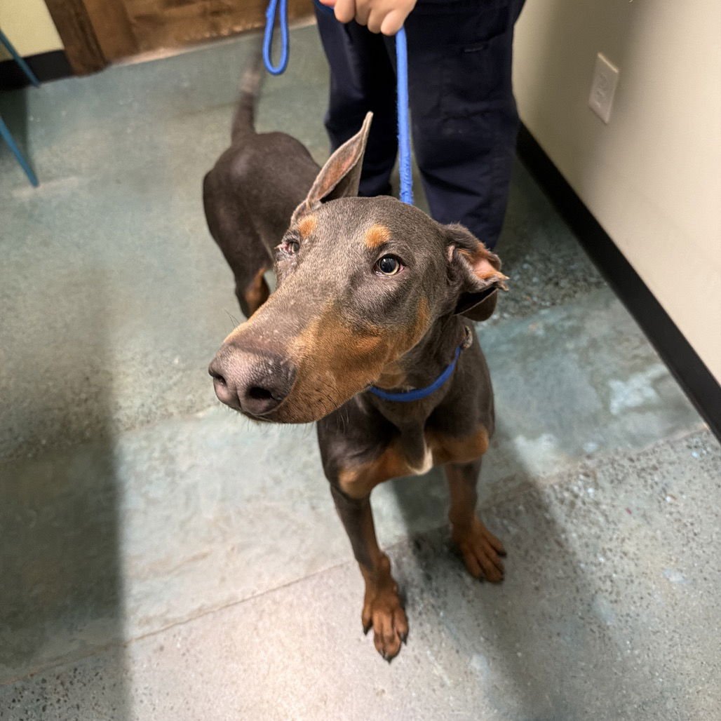 DIGGY - Doberman Pinscher available for adoption