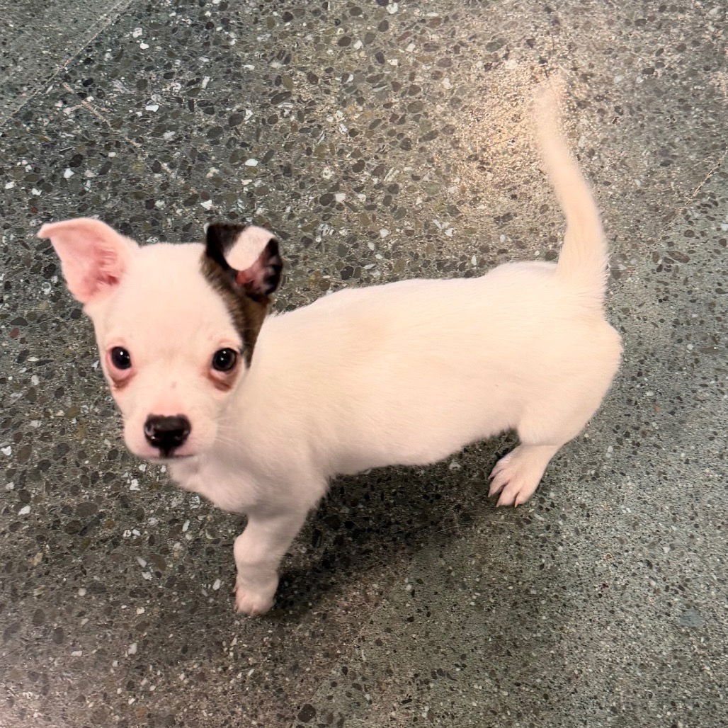 TOMMY - Chihuahua available for adoption