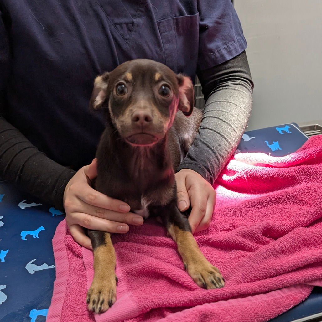 BARTHOLOMEW - Chihuahua available for adoption