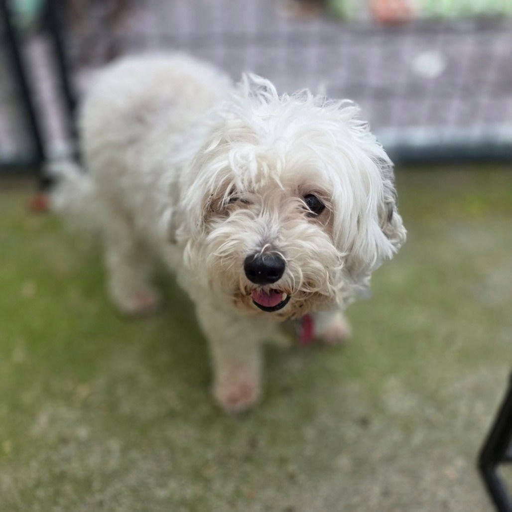 GIDGET - Maltese available for adoption