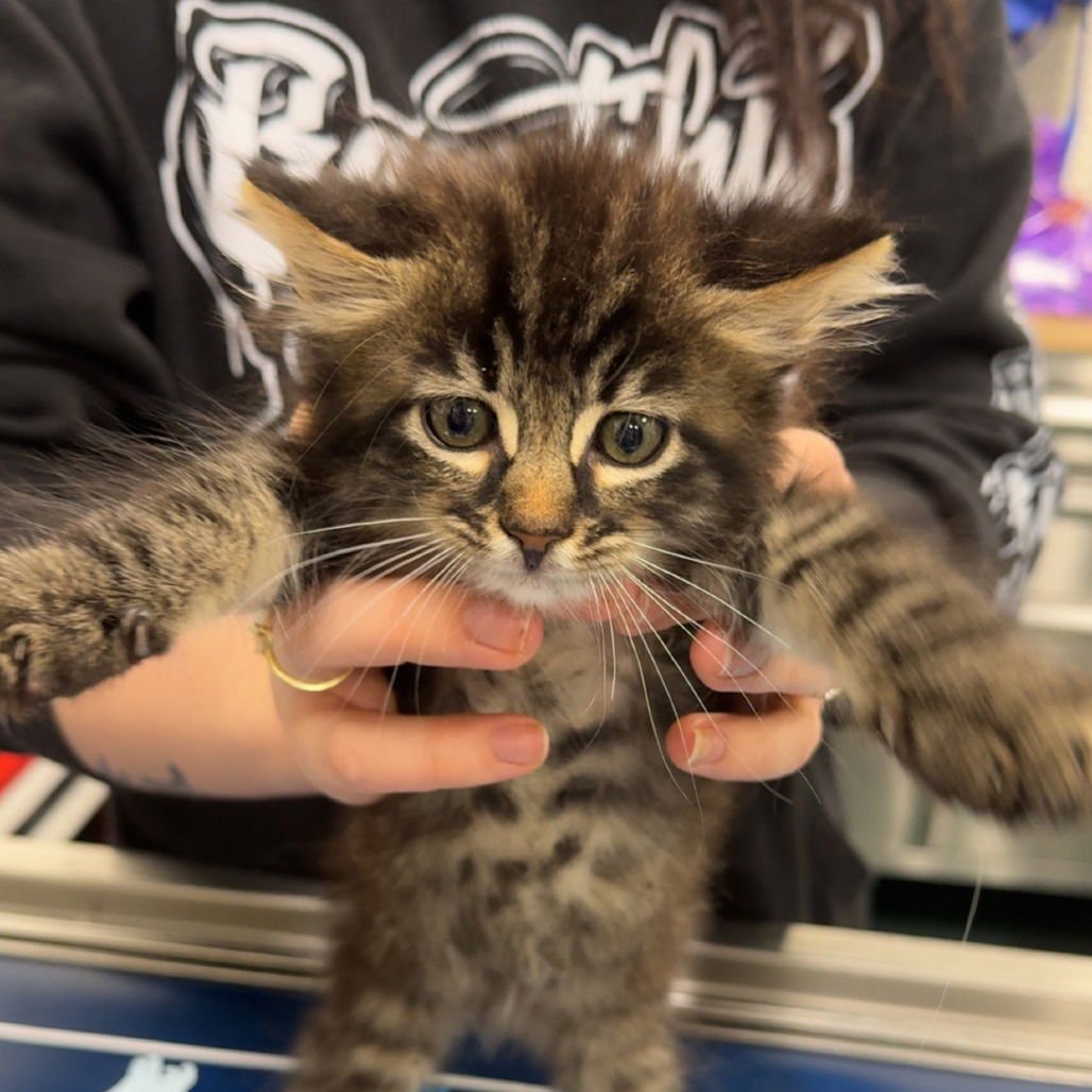 KING SOLARIUS - Domestic Short Hair available for adoption