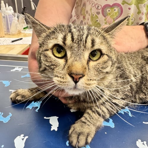 LEIA - Domestic Short Hair available for adoption