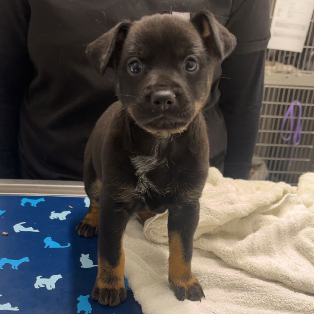 UYULA - Cattle Dog available for adoption