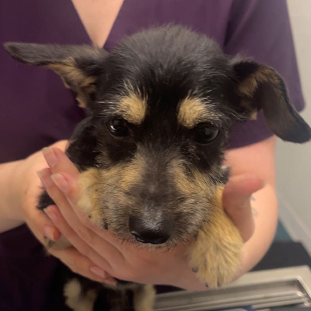 JAX - Chihuahua available for adoption