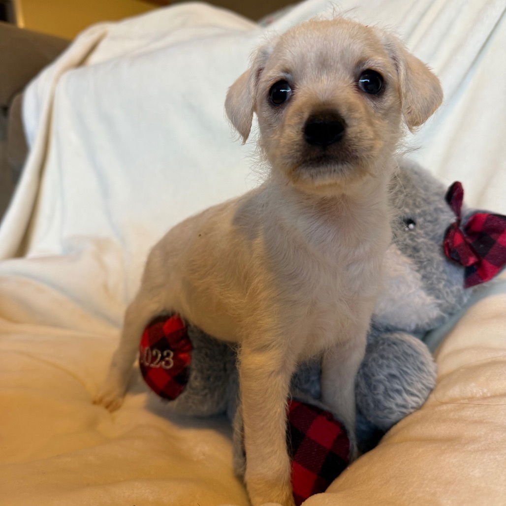 PRANCER - Terrier / Chihuahua available for adoption