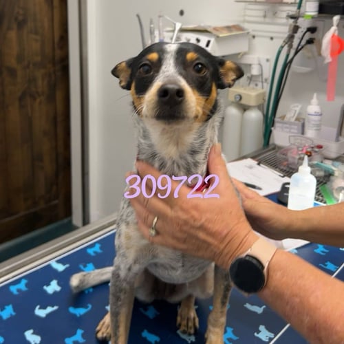 BOBA FETT - Cattle Dog available for adoption