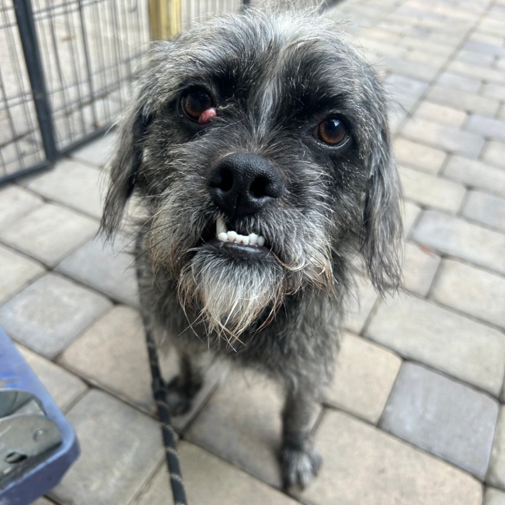 SOCRATES - Border Terrier available for adoption