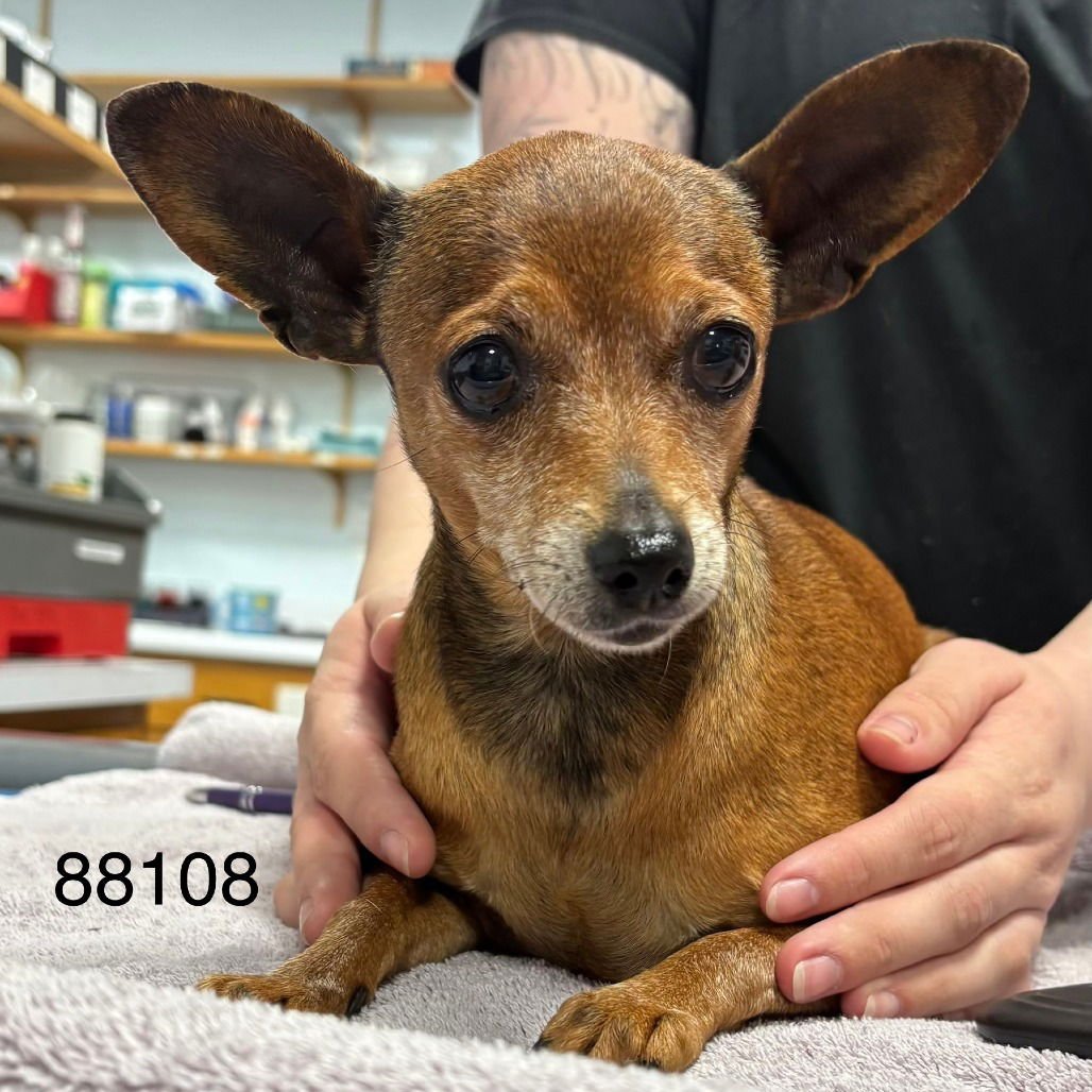 MARZIPAN - Chihuahua available for adoption