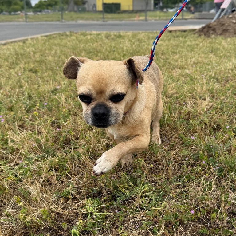 COCO PEANUT Image