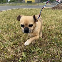 COCO PEANUT - Photo 1