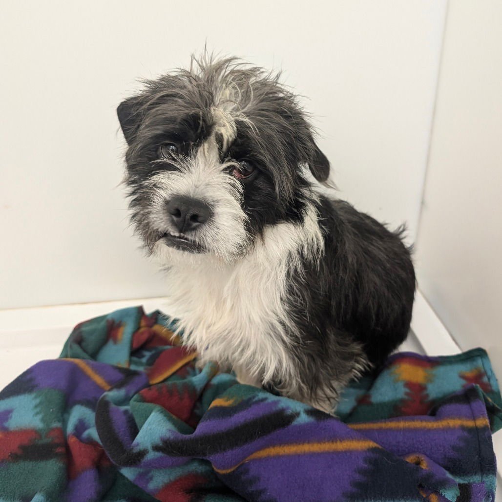 TAFFY - Wirehaired Fox Terrier available for adoption