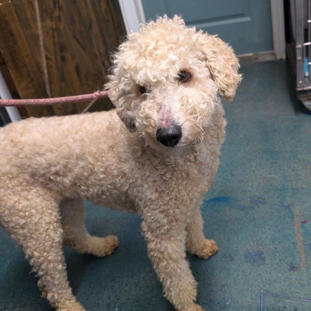 POPCORN - Poodle (Standard) available for adoption