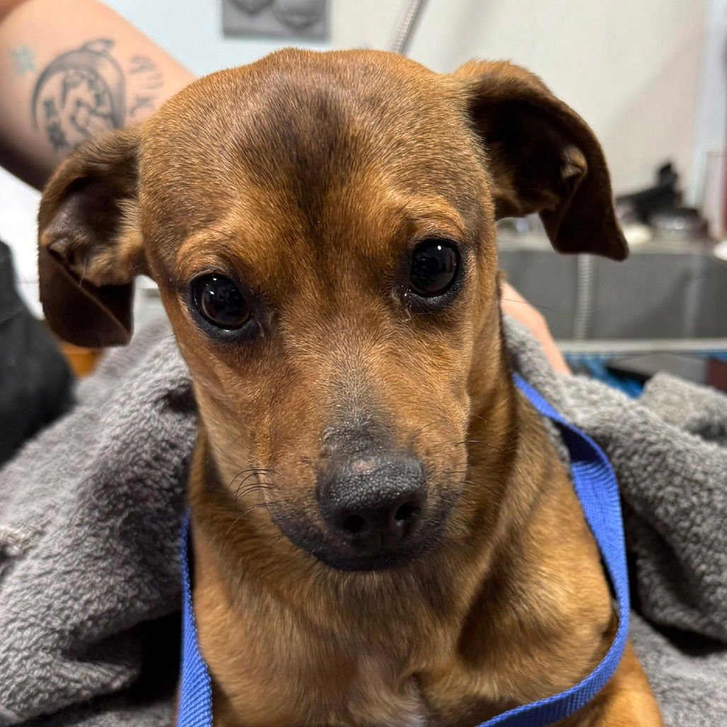 WOODSTOCK - Rat Terrier available for adoption