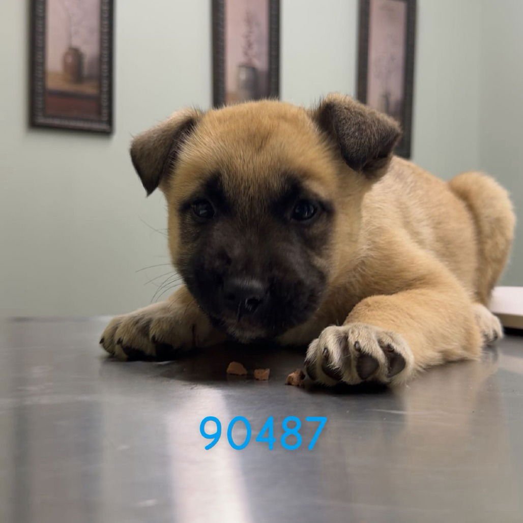 TUK - German Shepherd Dog / Cattle Dog available for adoption