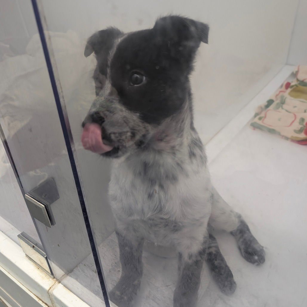 HARLOW - Australian Cattle Dog/Blue Heeler available for adoption