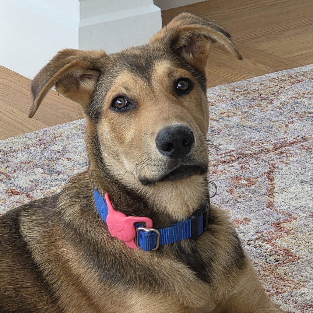 BIGGIE - German Shepherd Dog available for adoption